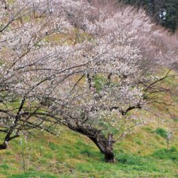 【見頃は3月4日頃】相模原市緑区川尻の本沢梅園で梅が開花