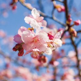 多摩市乞田の公園で早咲きの桜、2023年満開間近