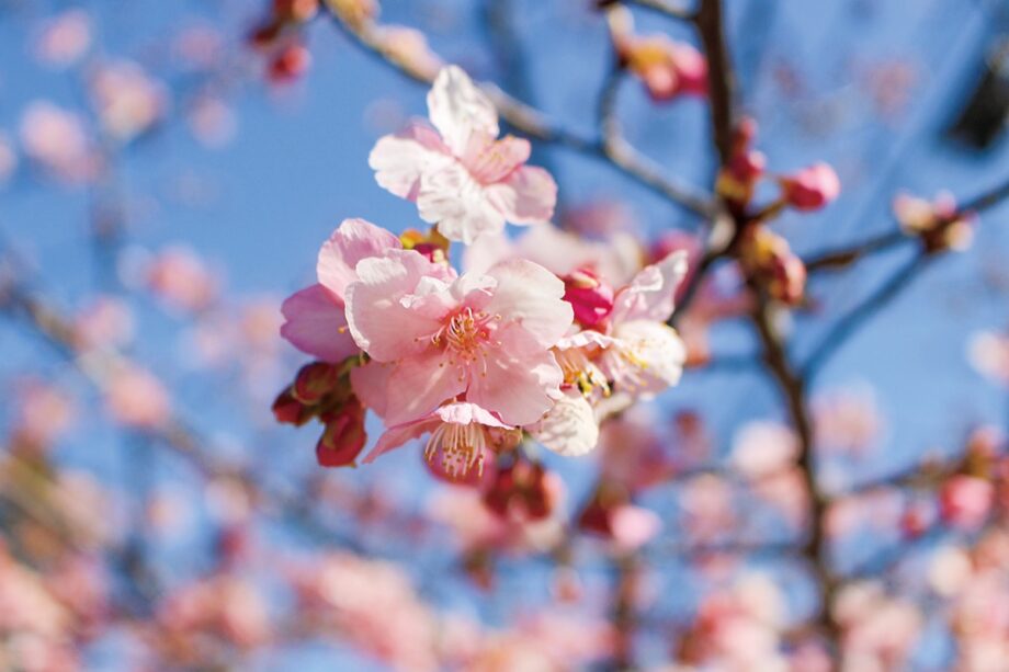 多摩市乞田の公園で早咲きの桜、2023年満開間近