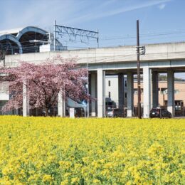 【横浜市都筑区】2023年・今が見ごろ　菜の花、一面に広がる 川和町駅近く
