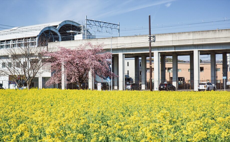 【横浜市都筑区】2023年・今が見ごろ　菜の花、一面に広がる 川和町駅近く