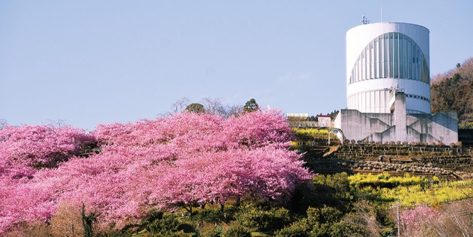 〈西平畑公園の河津桜等を未来へ残すために〉松田町がクラウドファンディング型でふるさと納税を募集！