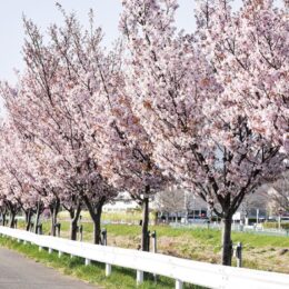 【横浜市青葉区】4月1日「青葉桜まつり」初開催 鶴見川沿いの桜並木で