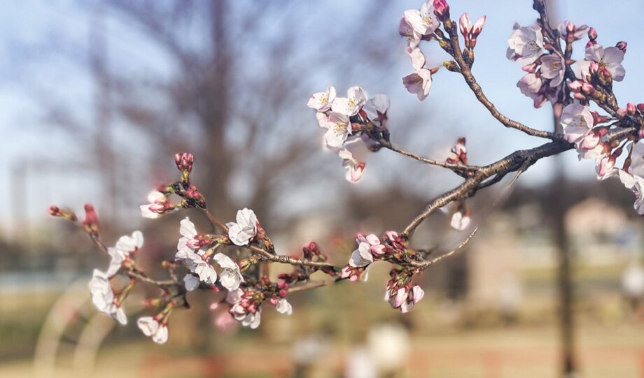 サクラ咲き春爛漫 ！横浜市瀬谷区の本郷公園で見ごろに
