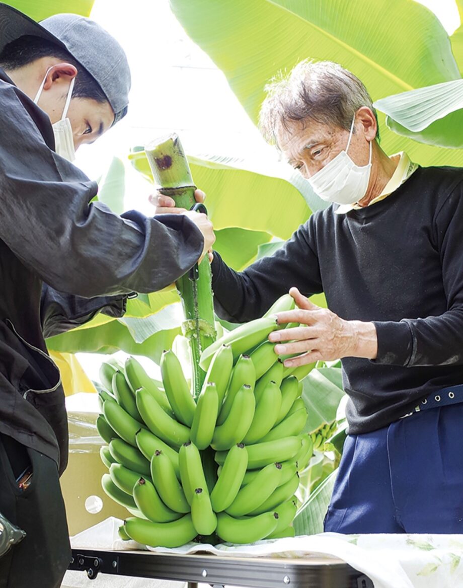 目指すは南足柄の新名物「金太郎バナナ」初収穫！〈南足柄市・株式会社金太郎ファーム〉