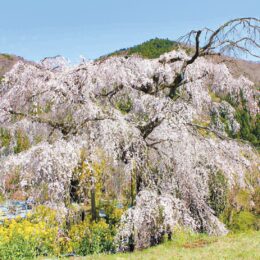松田町寄地区で「寄しだれ桜まつり」開催！淡紅の花が天から降り注ぐように咲く様は圧巻の光景