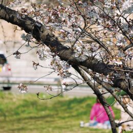 【大和市】２０２３年は桜の開花が始まる 平年より早咲き（引地台公園や泉の森などで開花）