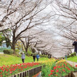 【横浜市都筑区】～江川せせらぎ緑道～見事に可憐な共演 桜とチューリップ