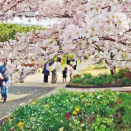【横浜市港北区】太尾堤緑道、桜見ごろに 花壇との共演も