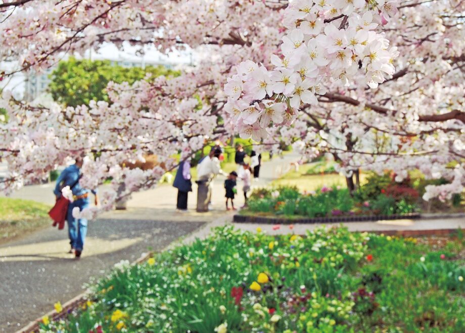 【横浜市港北区】太尾堤緑道、桜見ごろに 花壇との共演も