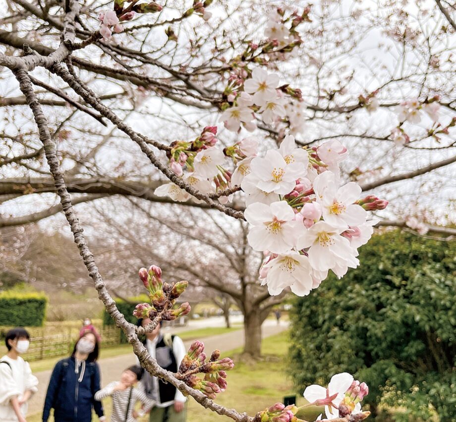 ＜藤沢・引地川親水公園のソメイヨシノ開花＞ピーク時には２Kmの「桜のアーチ」登場