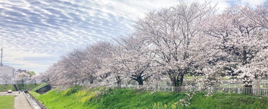 【花情報】2023年も横浜市泉区内各地で桜咲く