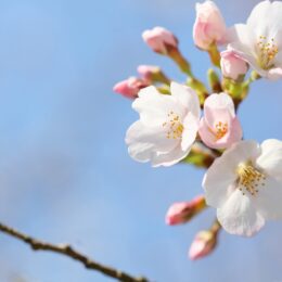 【参加無料】天王森泉公園（横浜市泉区）  春の花を歩いて楽しもう ＜４月２日開催＞