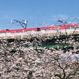 【3/24まで参加者募集中】春めく三浦で健康散歩「桜の道」観賞未病ウォーク