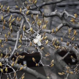 藤沢・ 遊行寺境内＜樹齢40年のハクモクレン開花＞春の足音すぐそこに