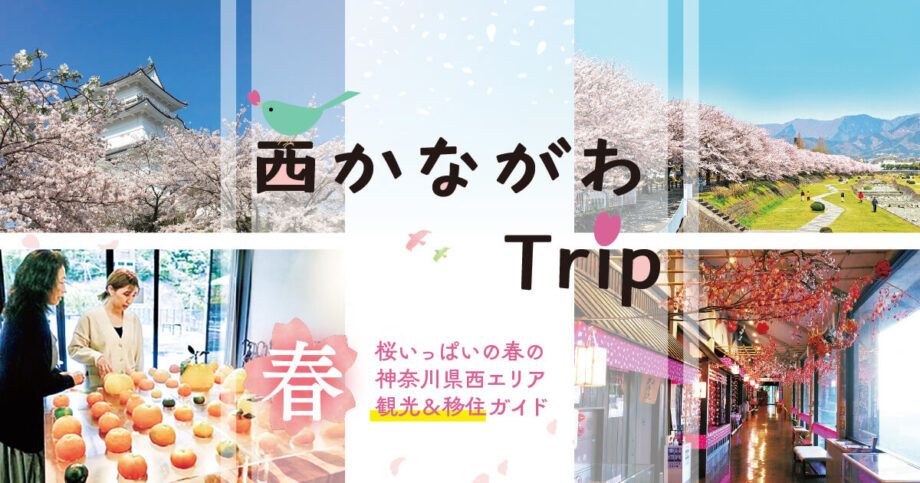 桜いっぱいの春の神奈川県西エリア！観光＆移住ガイド2024