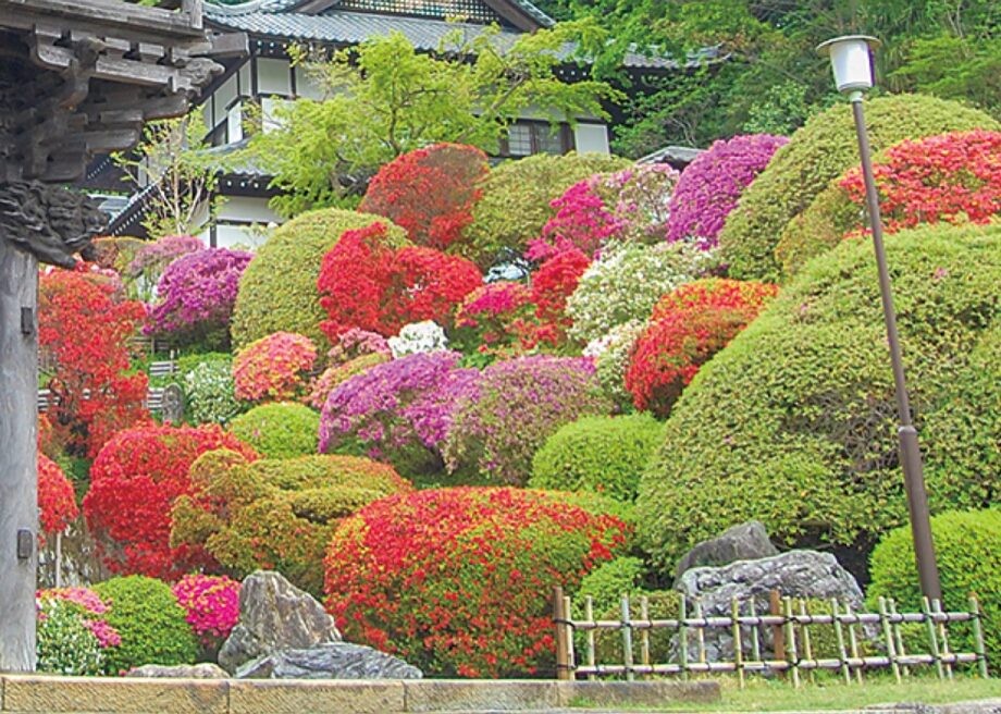 川崎市宮前区の等覚院でツツジが見頃に（4月14日〜18日頃）～満開に合わせて「花説法」も