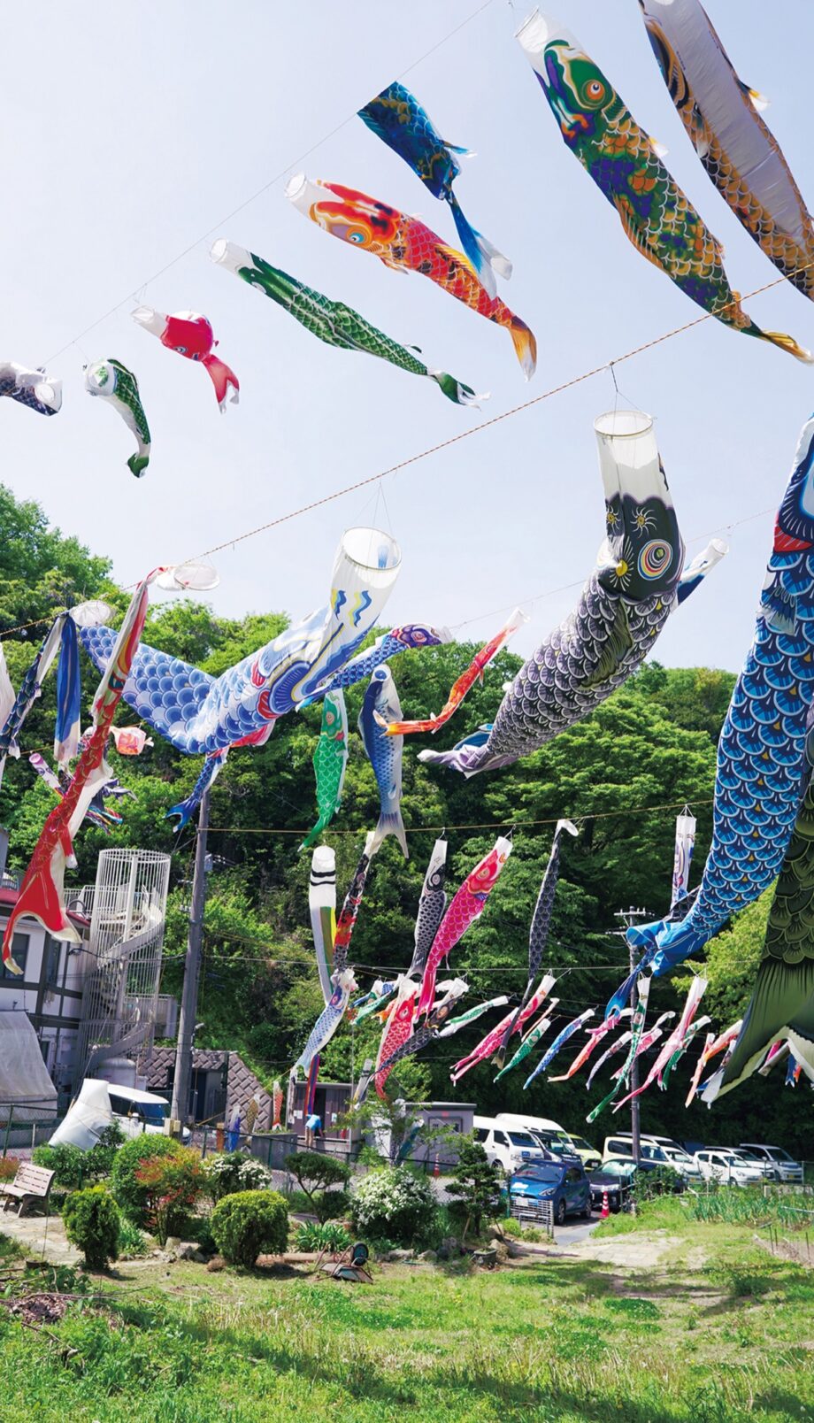 【逗子市】逗子ホームせせらぎで5月末まで”青空ゆらゆらこいのぼり”250匹の大群が新緑とコラボ