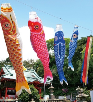 【三浦市】海南神社で”春陽にそーよそよ”毎年恒例のこいのぼり大小さまざまな30匹が泳ぐー