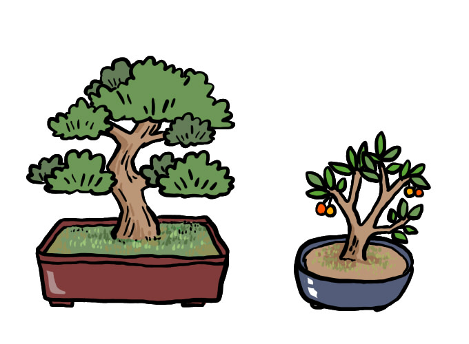 座間市公民館で「盆栽を学ぼう」4月23日開催　