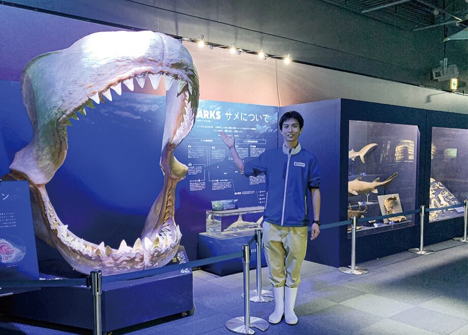 新江ノ島水族館で『ＳＨＡＲＫＳ”えのすい”のサメ展』＜ 相模湾に68種＞神秘の姿楽しんで