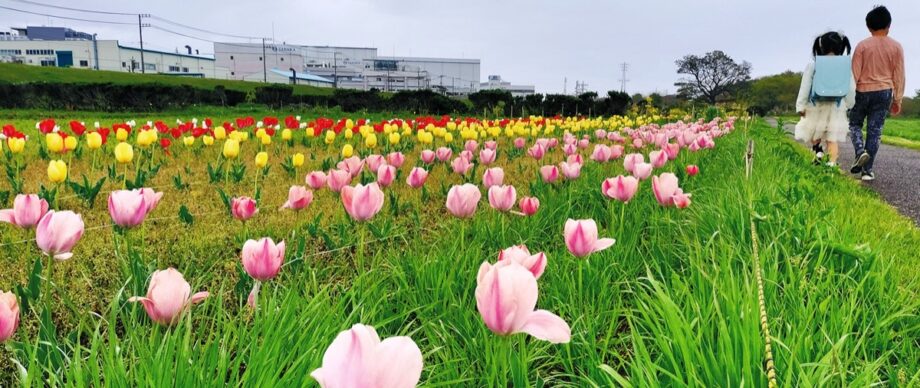【４月末まで】色とりどりのチューリップ４４００株が見ごろに＠平塚市・イシックス馬入のお花畑