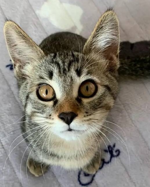 【予約不要】第１０６回　猫の譲渡会＠横浜市泉区　弥生台自治会館