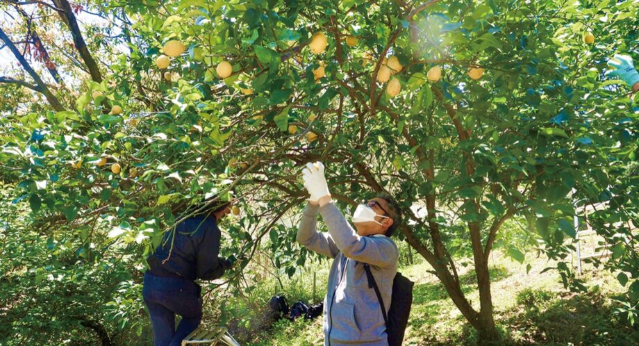 宝酒造が生産地訪問で「小田原レモン」を収穫！