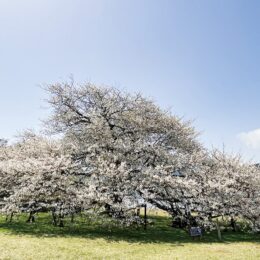2023年も芦ノ湖畔の「一本桜」が満開！〈見頃は４月２０日頃まで〉