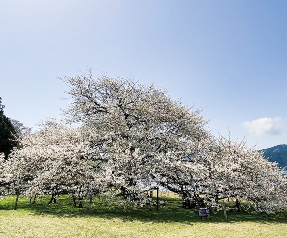 2023年も芦ノ湖畔の「一本桜」が満開！〈見頃は４月２０日頃まで〉