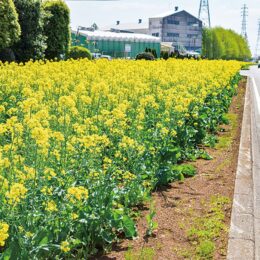 町道に黄色い絨毯 菜の花満開＠愛川町
