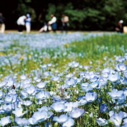 ネモフィラの花が満開ー相模原市南区：神奈川県立相模原公園