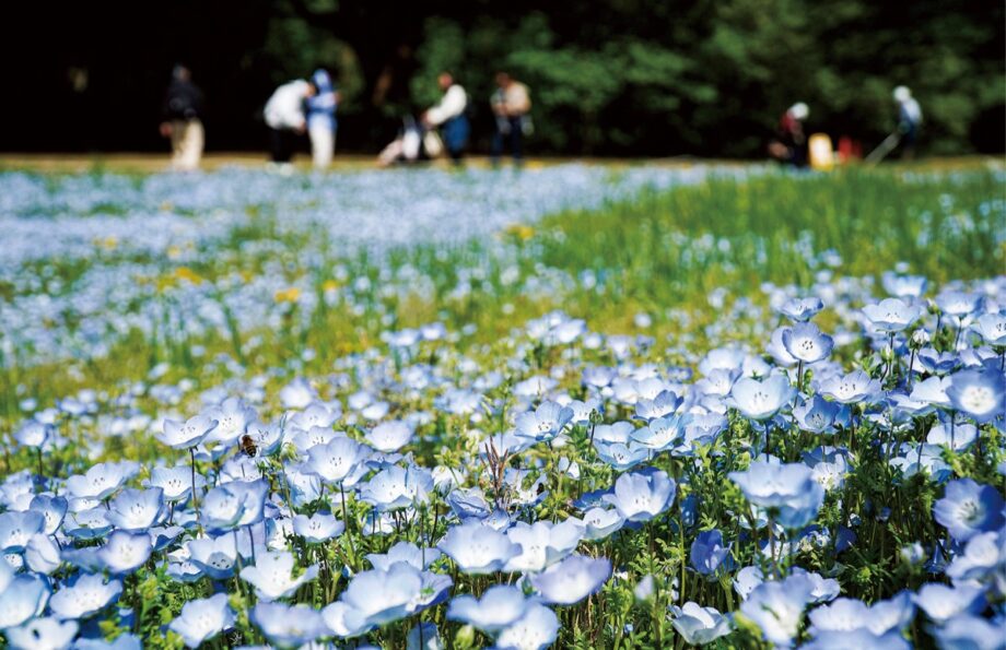ネモフィラの花が満開ー相模原市南区：神奈川県立相模原公園