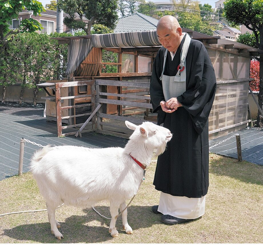 横浜市南区の勝國寺で花まつり＜2023年4月29日＞ツツジ観賞や移動動物園も