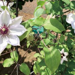 平塚の花菜ガーデンでつる性植物のクレマチスが見ごろ　５月には園内でバラとの競演も