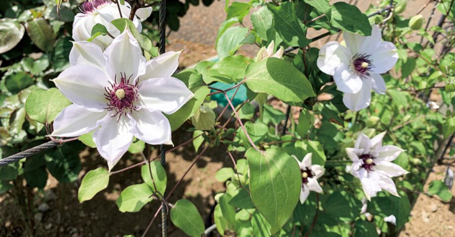 平塚の花菜ガーデンでつる性植物のクレマチスが見ごろ　５月には園内でバラとの競演も