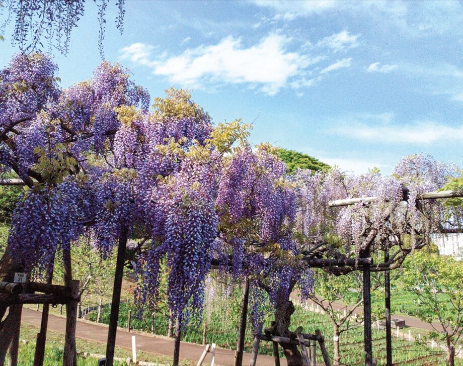 横須賀しょうぶ園”降り注ぐ青紫の波”藤の花11品種・約200本が順に見頃