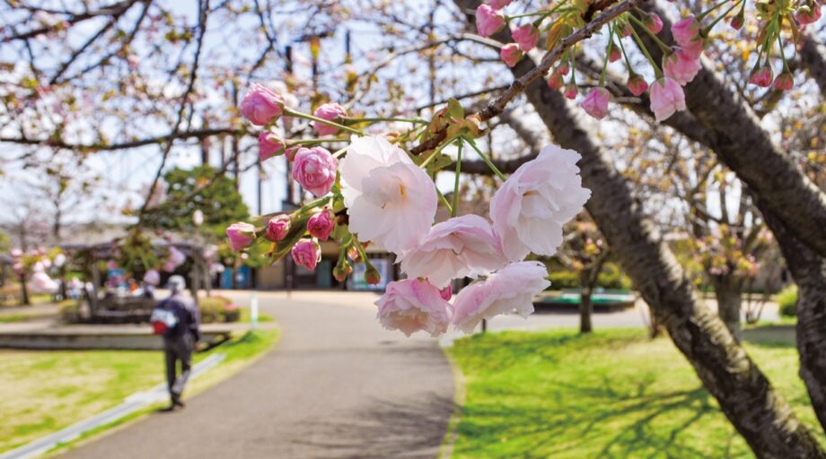 【横浜・花情報】瀬谷本郷公園で９種類の八重桜が楽しめる　見ごろは４月15日前後の見込み