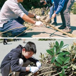 三浦市立名向小6年生が校庭の樹木で産卵床作り「すくすく育てアオリイカ」