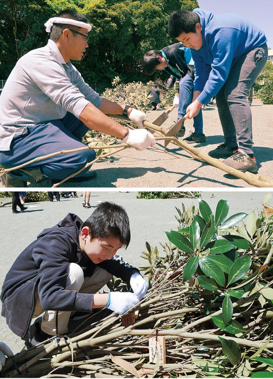 三浦市立名向小6年生が校庭の樹木で産卵床作り「すくすく育てアオリイカ」