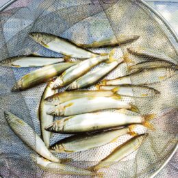 ＜川崎市＞６月１日は「アユ釣り解禁日」２０２３年のアユは生育順調！多摩川のアユ釣りを楽しんで！