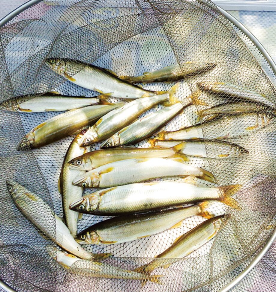 ＜川崎市＞６月１日は「アユ釣り解禁日」２０２３年のアユは生育順調！多摩川のアユ釣りを楽しんで！