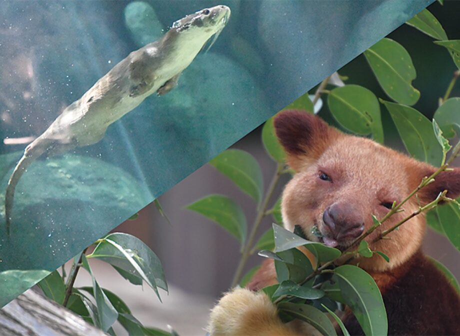 （5/20～）よこはま動物園ズーラシアでパネル展『野生の動物について考える（カンガルー）人はおった（オッター）ー？』