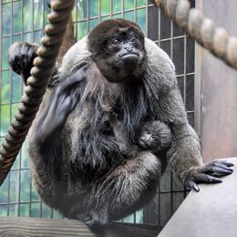 （5月31日まで受付）よこはま動物園ズーラシア５月３日に生まれたウーリーモンキーの愛称投票開催中！