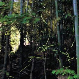 5月26日から順延【6月2日～4日】川崎市高津区たちばなふれあいの森で2023年も「ホタル観賞会」