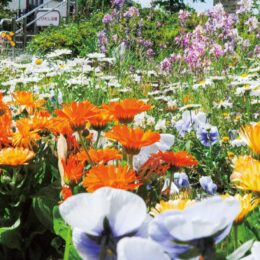 住宅街を彩る花々ー町田市根岸日向根公園の花壇