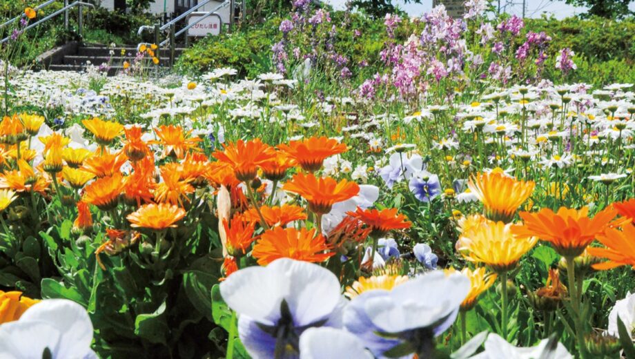 住宅街を彩る花々ー町田市根岸日向根公園の花壇