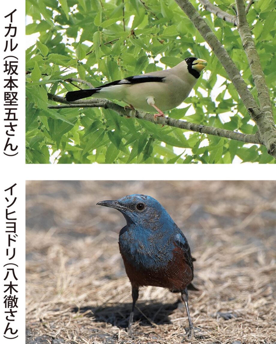 写真で見る愛川の野鳥　愛川町郷土資料館で展示（6月8日まで）