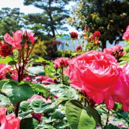 【５月末まで】歴史の香り漂う明治記念大磯邸園のバラが見ごろに