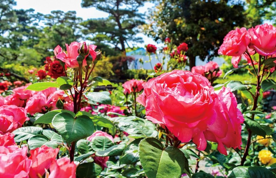 【５月末まで】歴史の香り漂う明治記念大磯邸園のバラが見ごろに